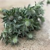 ERYNGIUM SIRIUS VIT 40 CM